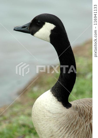 Bird in its natural habitat close view, bird background Bird in its natural habitat close view, bird background 116941133