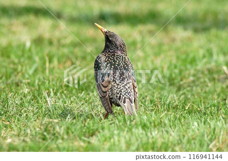 Bird in its natural habitat close view, bird background Bird in its natural habitat close view, bird background 116941144