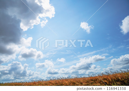 Beautiful background of blue sky with clouds and yellow wheat. 116941338