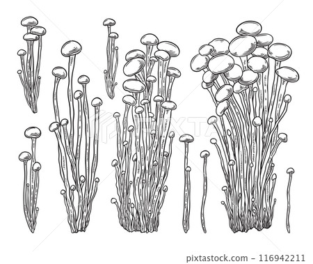 Hand drawn vector set of Enoki mushrooms on isolated background. Hand drawn vector set of Enoki mushrooms on isolated background. 116942211