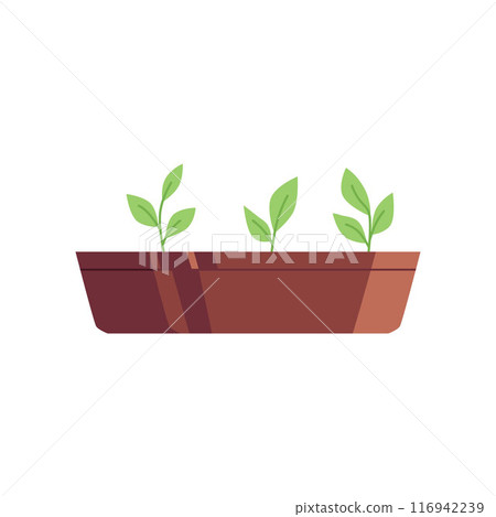 Sprouted sprouts in a box on an isolated background. 116942239