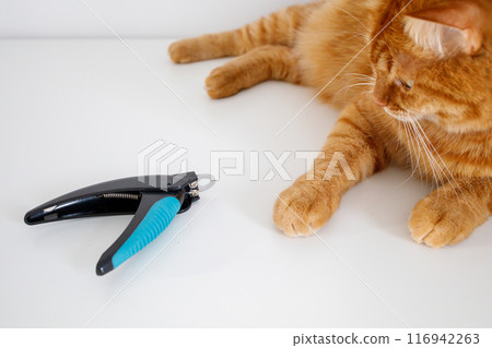 Adult ginger cat sitting on white background  near claw cutter 116942263