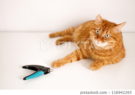 Adult ginger cat lying on white background near claw cutter 116942265