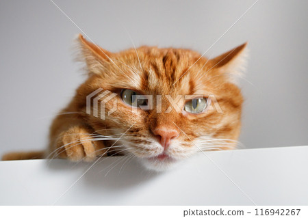 Funny ginger cat with green eyes looking at camera close up portrait 116942267