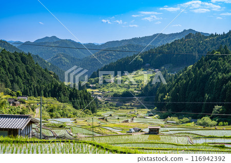 Newly planted rice fields in Shinshiro City, Aichi Prefecture 116942392