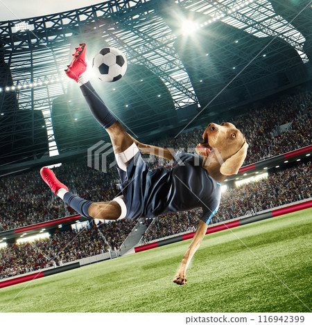 Dynamic and playful pose of male soccer player in blue uniform, headed with dogs muzzle hitting ball in motion and falling down. 3d render of soccer stadium with filled fans tribune. Photo collage Dynamic and playful pose of male soccer player in blue uniform, headed with dogs muzzle hitting ball in motion and falling down. 3d render of soccer stadium with filled fans tribune. Photo collage 116942399