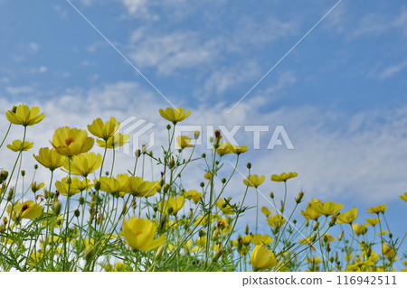 Yellow cosmos at Ofuna Flower Center 116942511