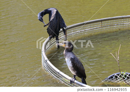 Two cormorants near the water Two cormorants near the water 116942935