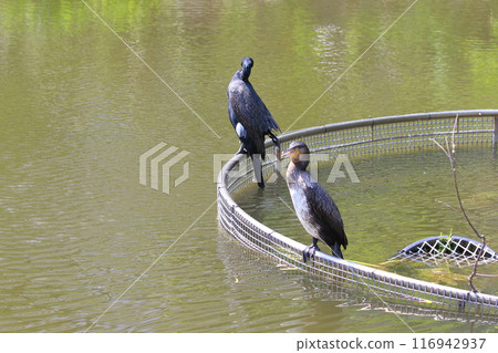 Two cormorants near the water Two cormorants near the water 116942937