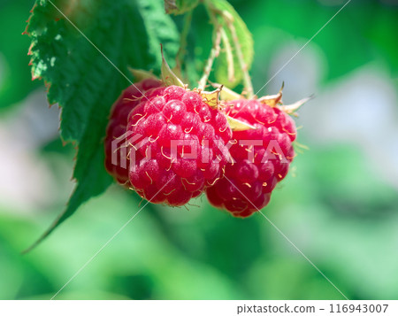 Some raspberries hanging on a branch. Close-up 116943007