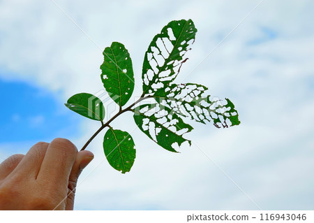 A hole in a leaf caused by insects, holding the leaf up to the sky 116943046