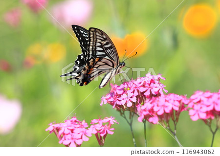 Namiageha吮吸蜂蜜的花 116943062