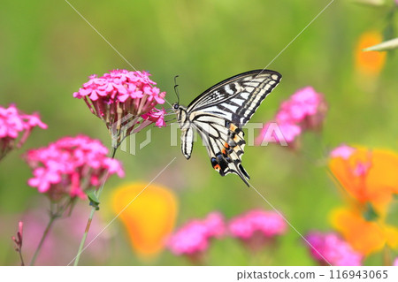 Namiageha吮吸蜂蜜的花 116943065