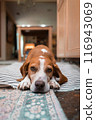 cute young beagle in down position with its chin on the floor, warm home atmosphere 116943069