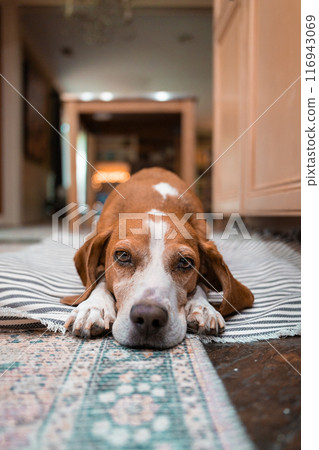 cute young beagle in down position with its chin on the floor, warm home atmosphere 116943069