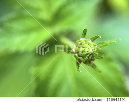 芽的微距攝影 芽的微距攝影 116943191