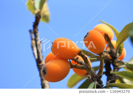 Loquat fruit that has reached the harvest season 116943270