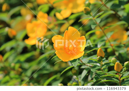 盛開的金絲梅，花蕾綻放 116943379