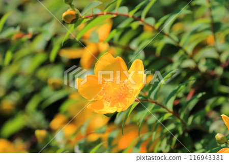 Kinshibai (gold thread plum) flowers and buds in full bloom 116943381