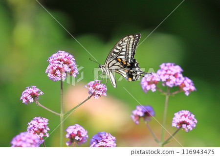 Namiageha吮吸蜂蜜的花 Namiageha吮吸蜂蜜的花 116943475