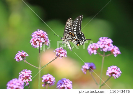 Namiageha吮吸蜂蜜的花 Namiageha吮吸蜂蜜的花 116943476