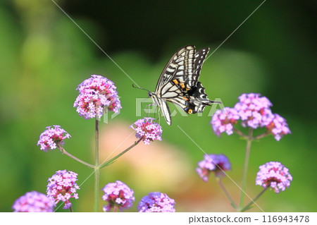 Namiageha吮吸蜂蜜的花 116943478