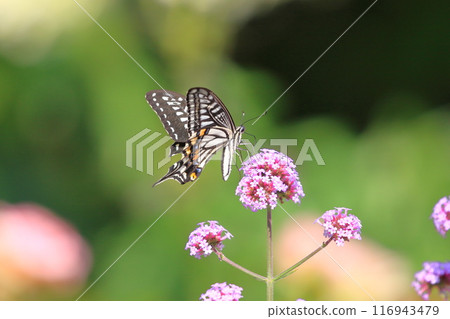 Namiageha吮吸蜂蜜的花 116943479