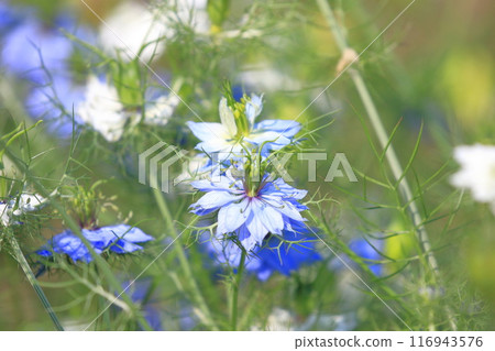 Blue and white nigella flower Blue and white nigella flower 116943576
