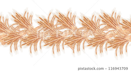 Seamless border of wheat ears in watercolor. Illustration on the theme of harvest for printing on fabric, packaging for bakeries, bread factories. Illustration is isolated from the background. 116943709