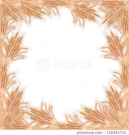 Frame of wheat ears painted in watercolor. Illustration on the theme of harvest for invitations to fairs, bakeries, bread factories, breweries. Illustration isolated from the background. 116943710