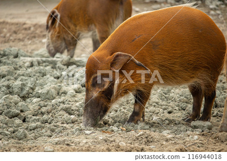 Red river hog (Potamochoerus porcus), also known as the bush pig. 116944018