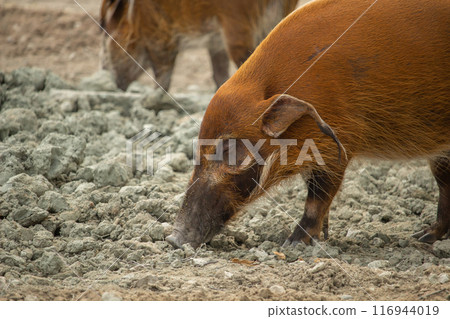 Red river hog (Potamochoerus porcus), also known as the bush pig. 116944019