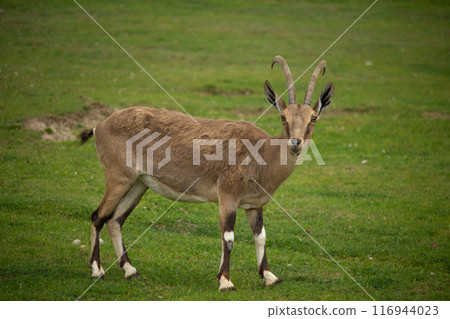 Female of Nubian Ibex Female of Nubian Ibex 116944023