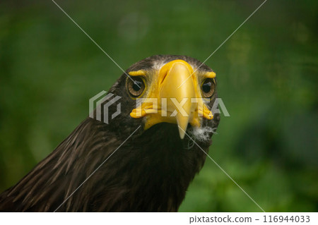 Head of steller's sea eagle Head of steller's sea eagle 116944033