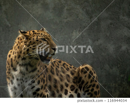 Adult Amur leopard Panthera pardus orientalis. Adult Amur leopard Panthera pardus orientalis. 116944034