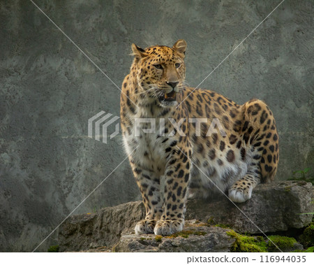 Adult Amur leopard Panthera pardus orientalis. Grey background Adult Amur leopard Panthera pardus orientalis. Grey background 116944035