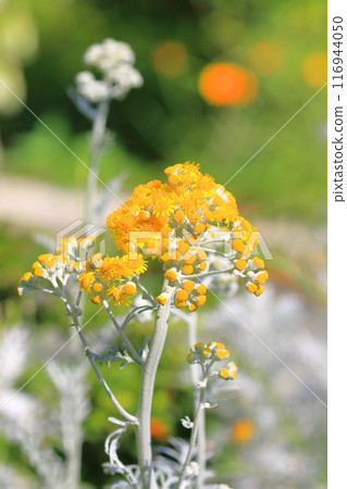 盛開的白菊花 盛開的白菊花 116944050