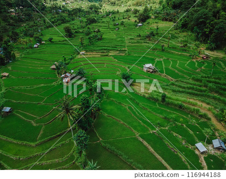 Drone view of rice terraces in scenic valley on Bali. Drone view 116944188