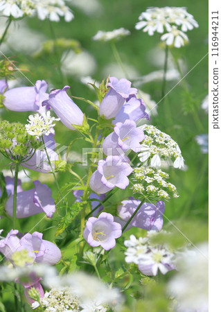 Pale purple Blue Bells or Campanula 116944211