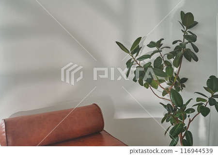 Indoor plants ficus Elastica. On a light wall with a shadow from the sun. A brown sofa with a copy space. Modern indoor plants ficus. High quality photo Indoor plants ficus Elastica. On a light wall with a shadow from the sun. A brown sofa with a copy space. Modern indoor plants ficus. High quality photo 116944539