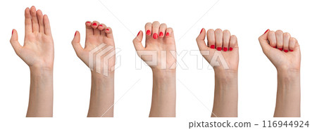 Hand clenching from palm to fist, process set, gesture isolated on white background. Hand clenching from palm to fist, process set, gesture isolated on white background. 116944924