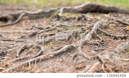 Exposed Tree Roots in Forest Ground Exposed Tree Roots in Forest Ground 116945409