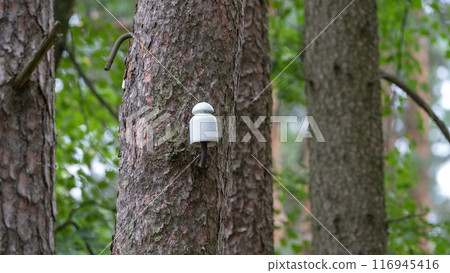Ceramic Insulator Attached to Tree Trunk 116945416