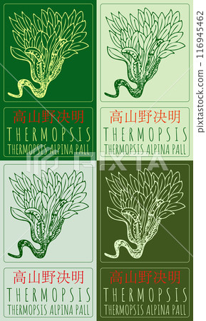 Set of vector drawing THERMOPSIS in Chinese in various colors. Hand drawn illustration. Latin name is THERMOPSIS ALPINA PALL. 116945462
