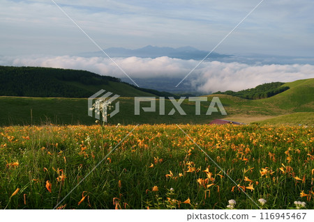 Shishido flowers Shishido flowers 116945467