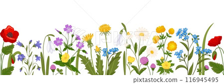 Summer meadow flowers border. Wild spring botanica. Flowering field plants. Blooming windflowers. Daisies and dandelions. Chamomile twigs. Poppies and clover. Recent vector background Summer meadow flowers border. Wild spring botanica. Flowering field plants. Blooming windflowers. Daisies and dandelions. Chamomile twigs. Poppies and clover. Recent vector background 116945495