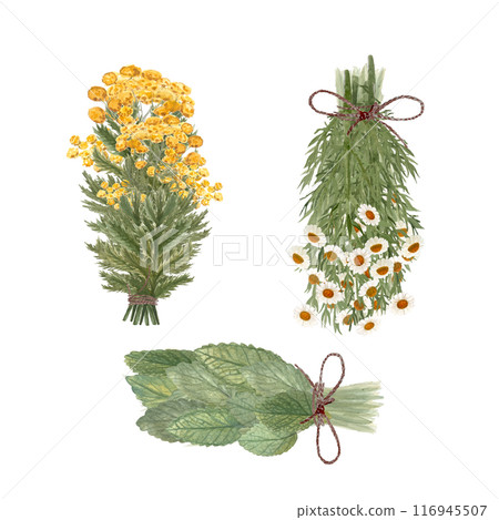 Bunch of lemon balm, blue tansy and chamomile watercolor isolated on white. Hand drawn high quality art for eco design, cards, packages, essential oil production, oil infusions, herbalism materials 116945507