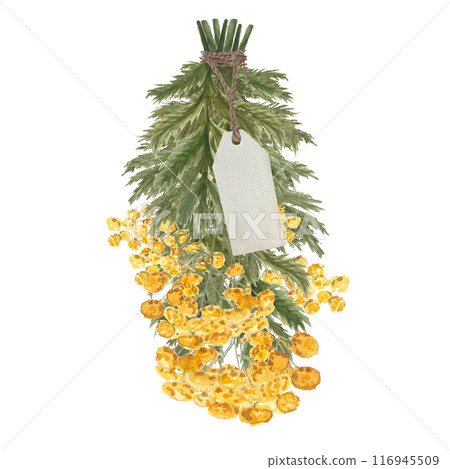 Bunch of tansy wild herb with yellow flowers with a price tag isolated on white. Hand painted in watercolor. High quality art for cards, packages, essential oil production, oil infusions, labels 116945509