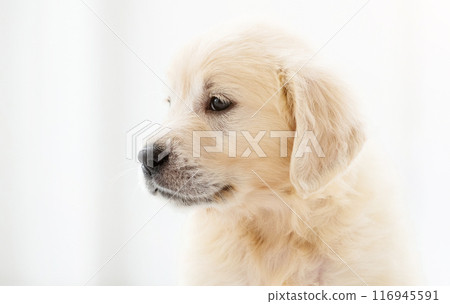 Close up view of puppy 116945591