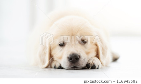 Close up view of puppy 116945592